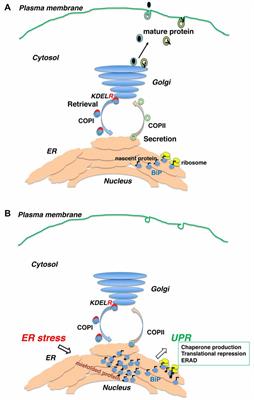 The Role of BiP Retrieval by the KDEL Receptor in the Early Secretory Pathway and its Effect on Protein Quality Control and Neurodegeneration